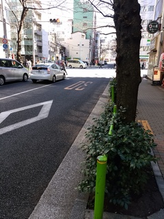 10 sakura.jpg