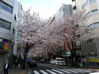 1 さくら.jpg