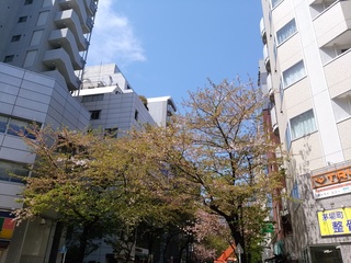 1 葉桜.jpg