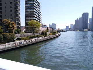 12 隅田と桜.jpg