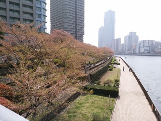 14残桜1.jpg