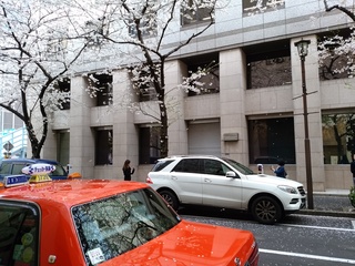 15 桜舞う.jpg