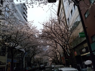 1 さくら通り.jpg