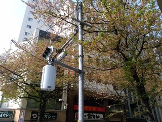 1 葉桜.jpg