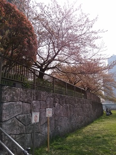 21 残桜.jpg