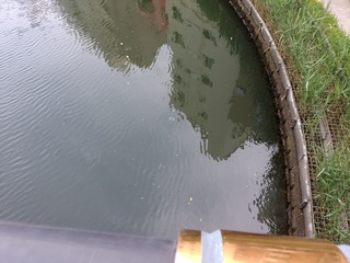 25 クラゲ.jpg
