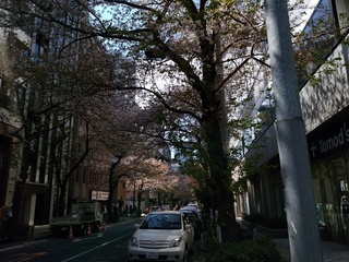 3 さくら通り.jpg