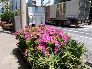 3 つつじ.jpg