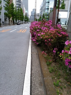 3 中央分離帯寄り.jpg