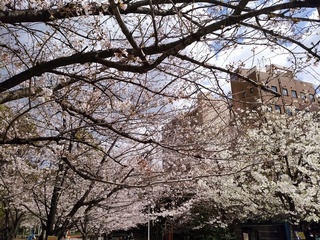 3 桜.jpg
