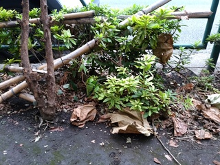 3 植え込み折れる.jpg