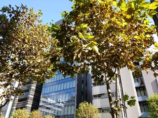 3 街路樹.jpg