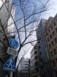 3 裸の木.jpg