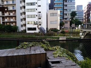 41 アオサギ.jpg