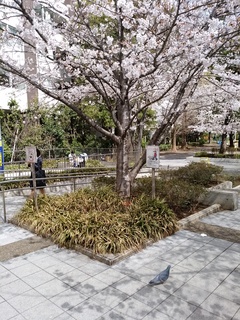 4 桜.jpg