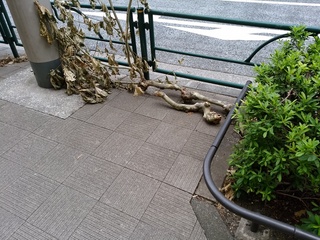 4 街路樹枝.jpg