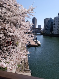5 船と桜.jpg