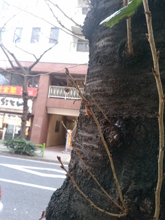5 越冬芽.jpg