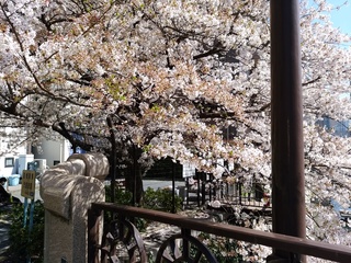 6 桜.jpg