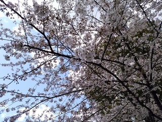 6 桜寄り.jpg