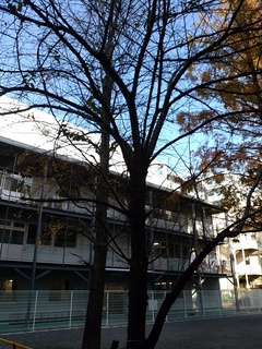 6 裸の木2.jpg