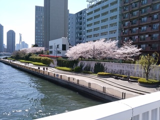 9 永代の桜.jpg