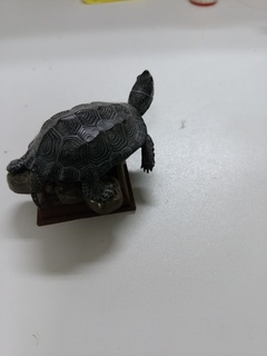 クサガメ.jpg