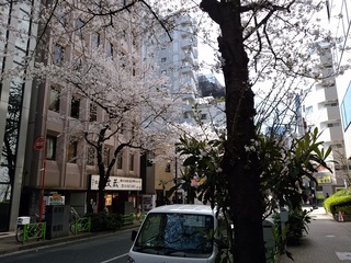 2 桜通り.jpg